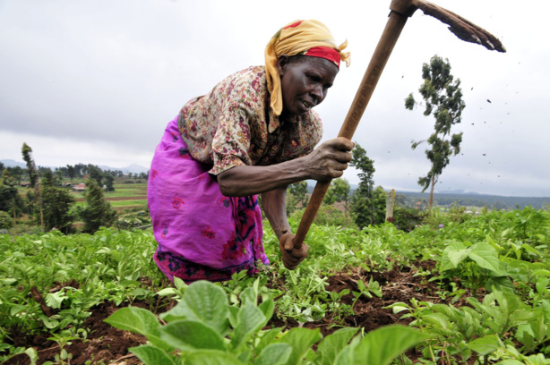 Agriculture : La BAD arme les femmes