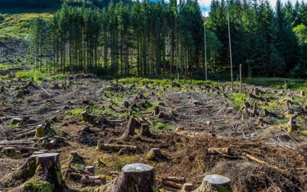 Lutte contre la déforestation en Côte d’Ivoire : La Banque mondiale et le gouvernement ivoirien réaffirment leur engagement