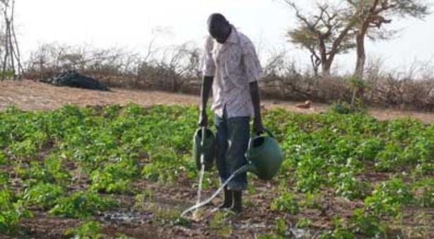 Création de richesse au Sénégal : Le secteur primaire représente 16,3% du Pib en 2022