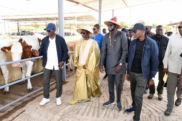 Programme d’amélioration génétique des races : Le Sénégal a réceptionné 1250 génisses gestantes