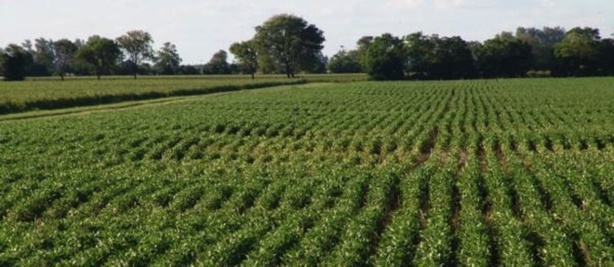 Agriculture: Le Nigéria abrite un forum sur ‘’L'Afrique nourrit l'Afrique"