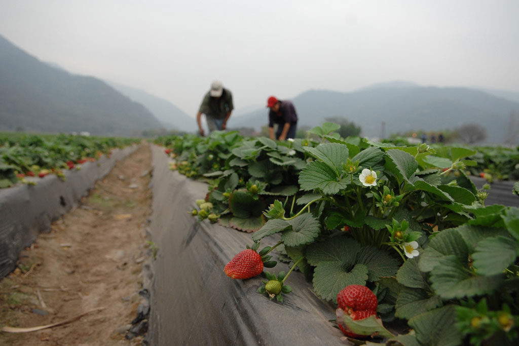 Journée de l'alimentation : L'agriculture doit s'adapter au changement climatique, selon l'ONU