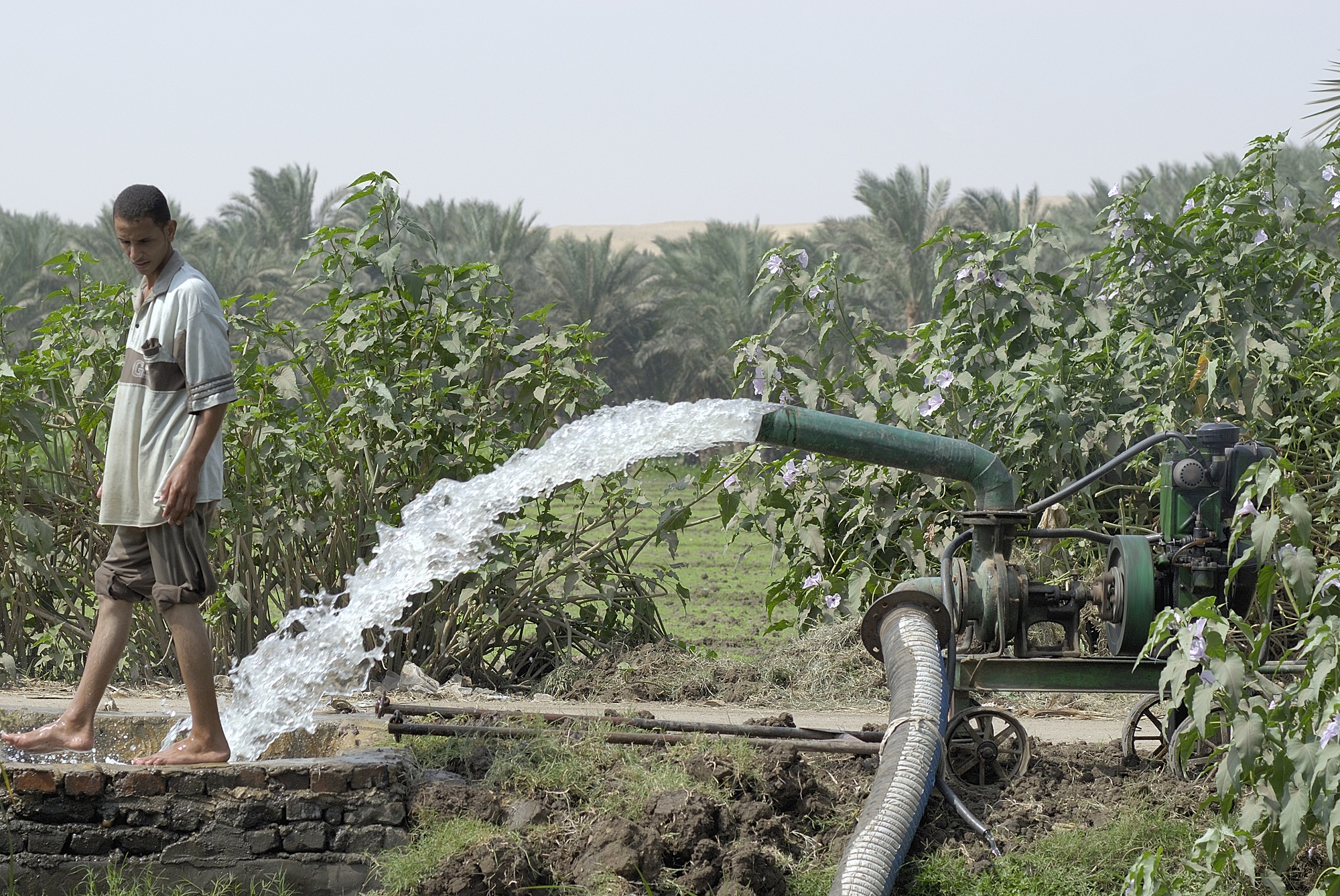 AGRICULTURE : Les ressources en eau sous-utilisées en Afrique