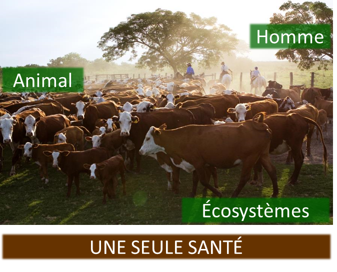 « UNE SEULE SANTE » : L’approche holistique, comme solution  aux épidémies