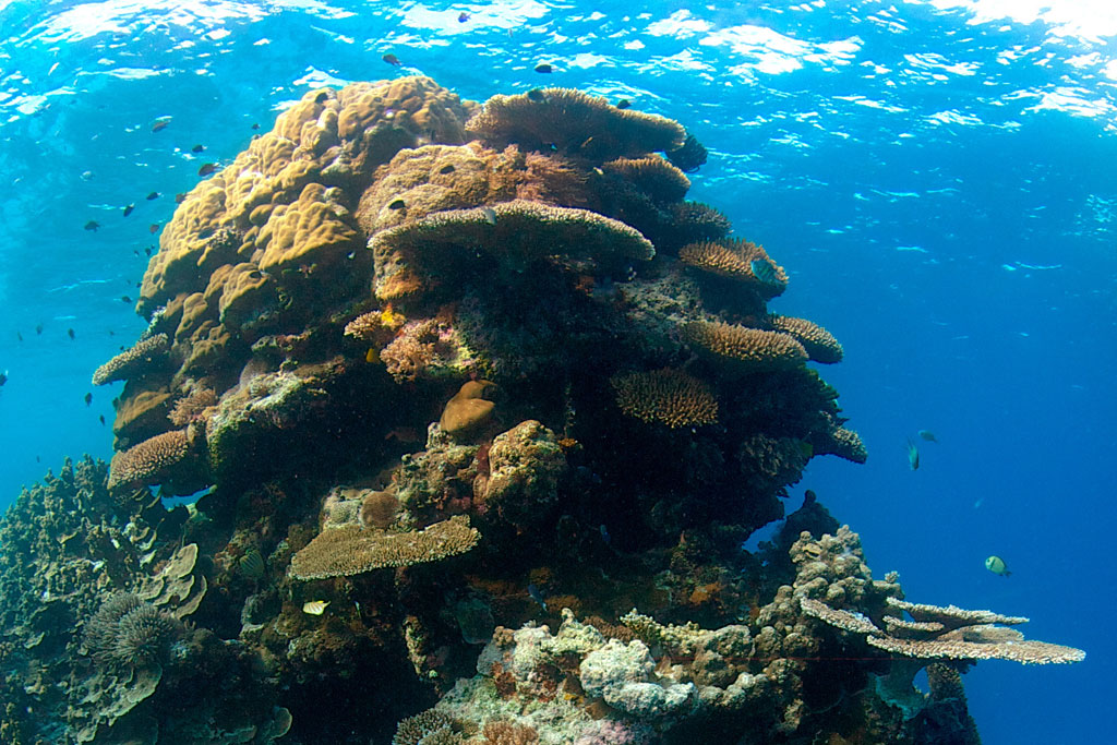 Environnement : Le changement climatique accroît le blanchiment sévère des coraux