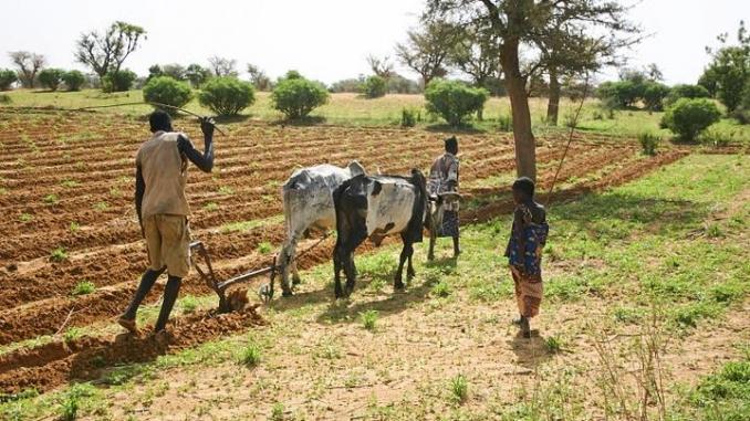 Mauritanie : le FIDA accorde 21 millions de dollars pour renforcer la sécurité alimentaire