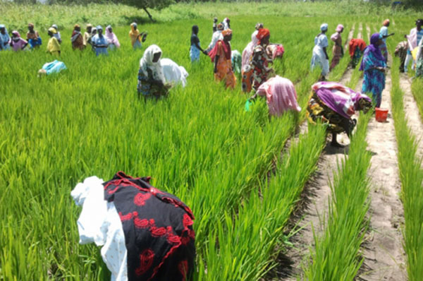 AGRICULTURE : Le Sénégal reconnait le rôle central des statistiques