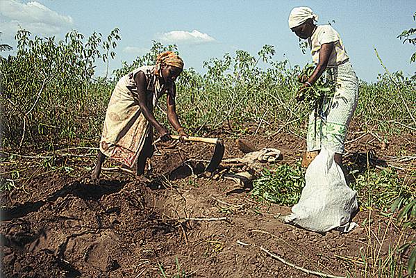 Agriculture : L’IPAR lance un rapport sur l’état des droits et des ressources