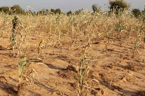 Agriculture : La FAO appelle à aider davantage les petits exploitants agricoles à s'adapter au changement climatique