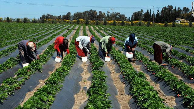 Agriculture vivrière : Hausse de la production pour la campagne 2016/2017