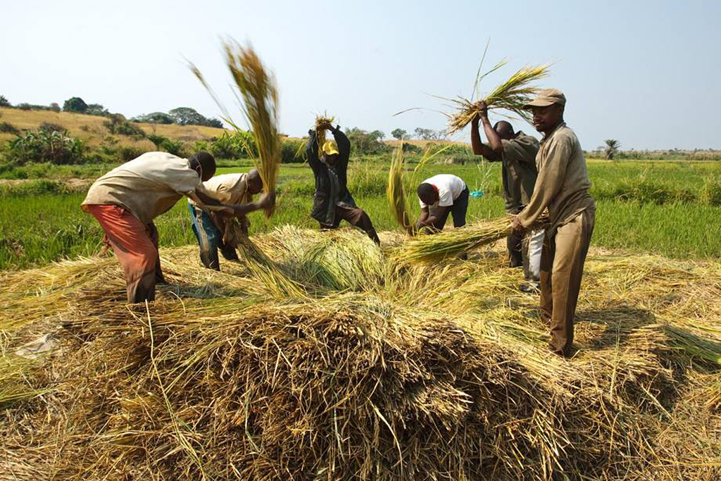 Production durable de riz :La FAO et l'IRRI renforcent leur collaboration