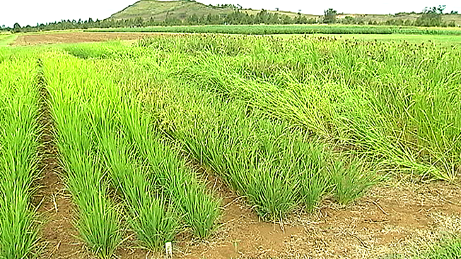 RIZ : Hausse de 0,3% de la production en juillet