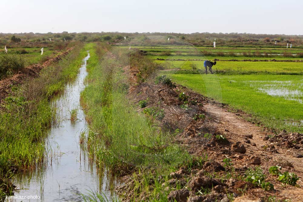 Agriculture: Légère progression des prévisions de mise en valeur