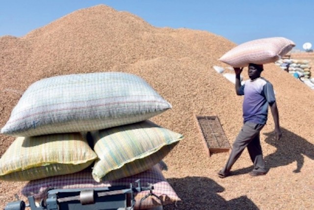 COMMERCIALISATION DE L’ARACHIDE :Le prix au producteur maintenu à 210 FCFA le kilogramme