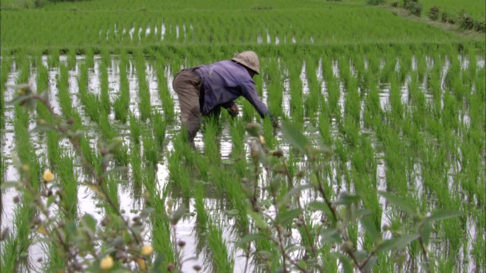 RIZ: L’offre mondiale estimée à 622,8 millions de tonnes pour 2017-2018