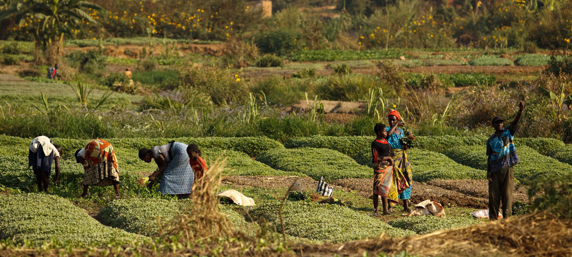 L’agroécologie peut aider à améliorer la production alimentaire mondiale (FAO)