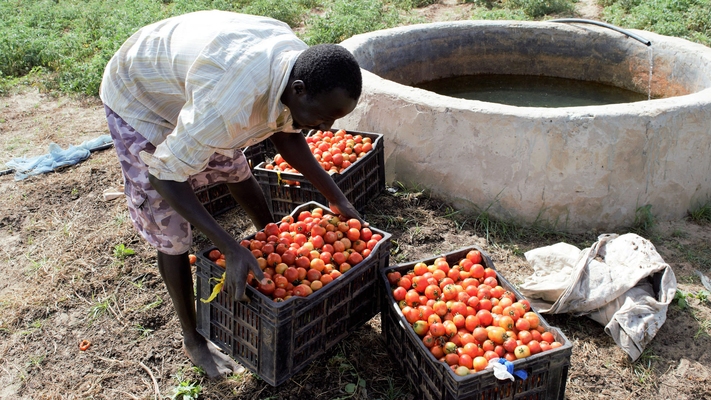 PARERBA: vers la création de 6000 emplois  agricoles et agro-alimentaires dans cinq régions du Sénégal