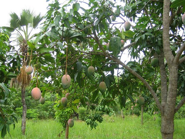 Mangue: L'Asepex dément toute interdiction de la vente en Europe