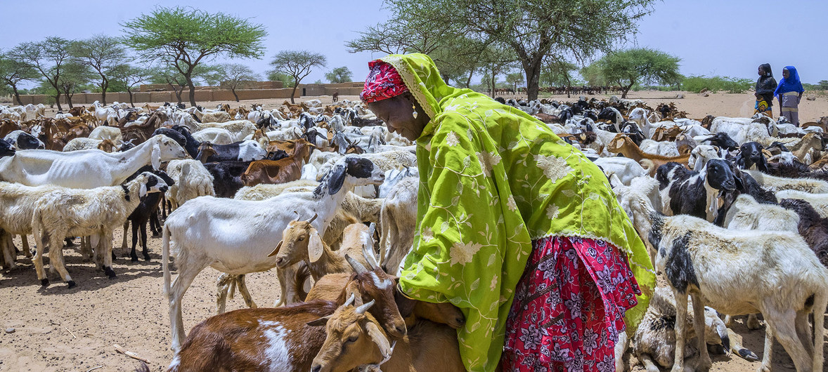 Photo ©FAO/Andrew Esiebo Le Niger fait partie des pays en bas de l'indice de développement humain publié par le PNUD. Sur la photo une femme au Niger s'occupe de ses chèvres.