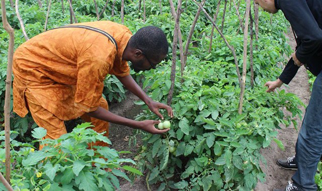 Agriculture: L’Afrique affute son expertise dans le domaine des statistiques agricoles