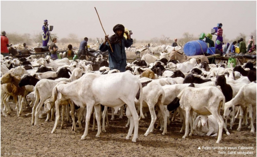 Sénégal : Baisse de l’activité du secteur primaire au mois de juin