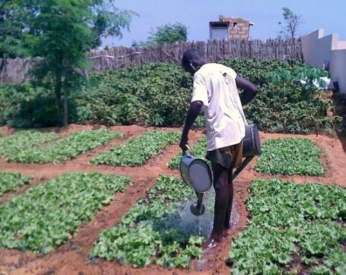 Sénégal : le secteur maraîcher produit 700 000 tonnes et rapporte 35 milliards de francs CFA au Sénégal