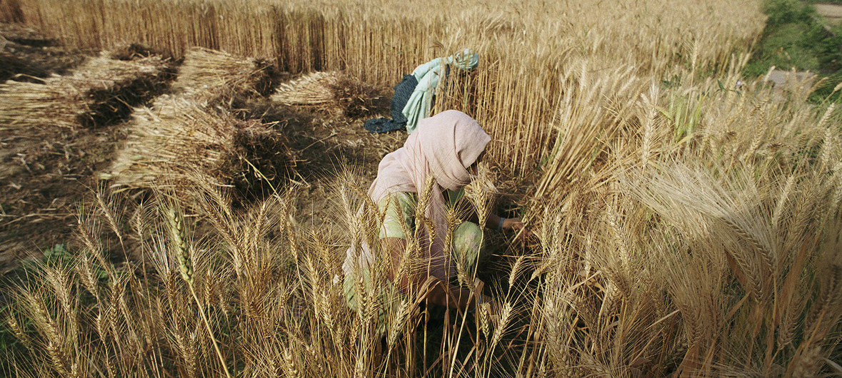 Denrées alimentaires : baisse des prix mondiaux en décembre 2021 – FAO