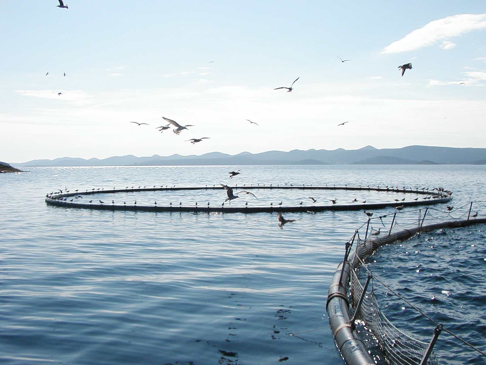 Afrique: Selon un rapport, l'évolution de l'aquaculture réduit les risques environnementaux