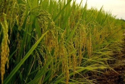 Le Sénégal cherche encore 81 milliards de francs CFA pour produire 900 000 tonnes de riz