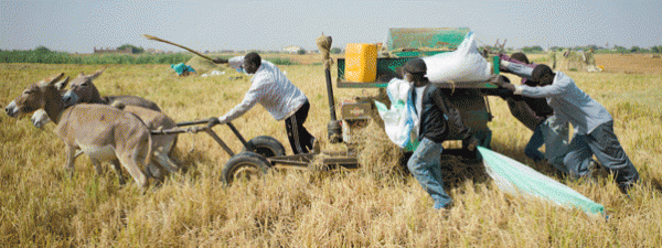 Sénégal – Agriculture :   Un projet de 43 milliards FCFA pour le développement de l’agrobusiness au Sénégal en gestation