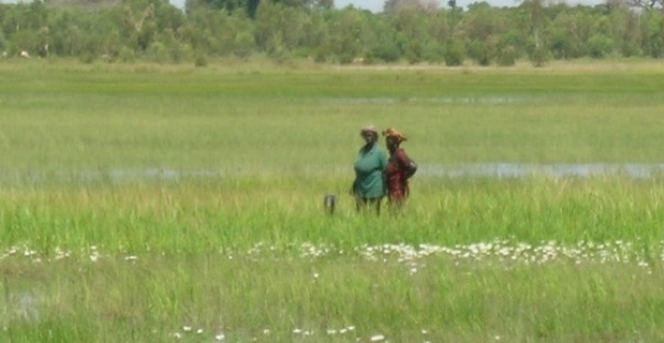 SENEGAL-AGRICULTURE : Vers la mise en place d’un programme pour la petite irrigation sénégalaise