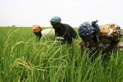 SENEGAL-AGRICULTURE : Le PDIDAS va générer 50.000 emplois, selon Papa Abdoulaye Seck