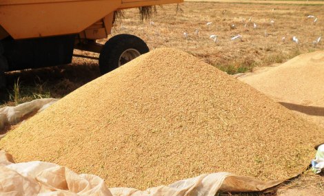 Riz : Le Président Sall veut porter la production à 1 million 80 mille tonnes