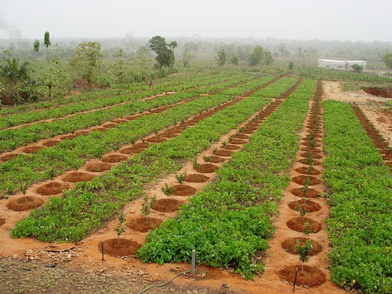 Les ministres ivoirien et sénégalais de l’Agriculture plaident la mutualisation des efforts