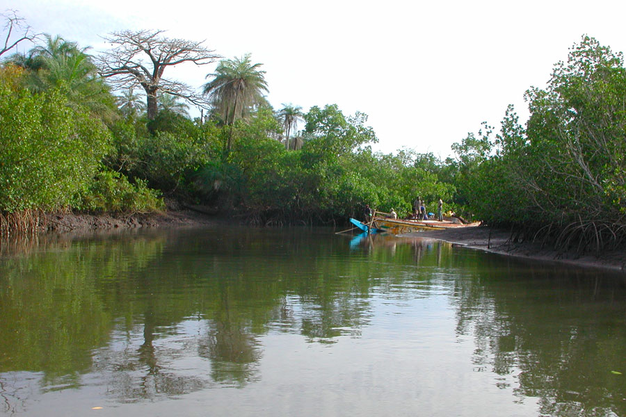 Casamance : la relance de la riziculture de mangrove est un grand défi