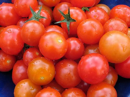 Sénégal: Gaya - Les industriels priés d'accélérer le rythme d'enlèvement de la production de tomates