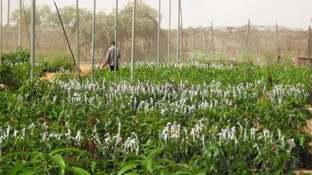 Afrique de l'Ouest: Produits agricoles dans le Sahel - Les experts planchent sur la situation agricole