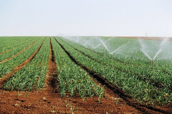 Dr Macoumba Diouf, directeur de l’horticulture : « Je veux faire de l’horticulture la locomotive de l’agriculture sénégalaise »