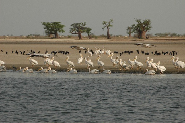 Diversité biologique : le Delta du Saloum et les Iles de la Madeleine donnés en exemple