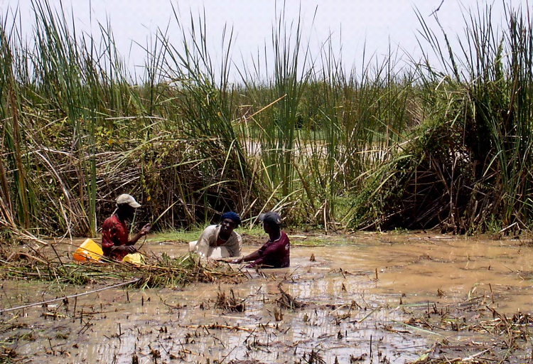 Salinisation des terres: le PADERCA aménage plus de 15.000 ha à Ziguinchor