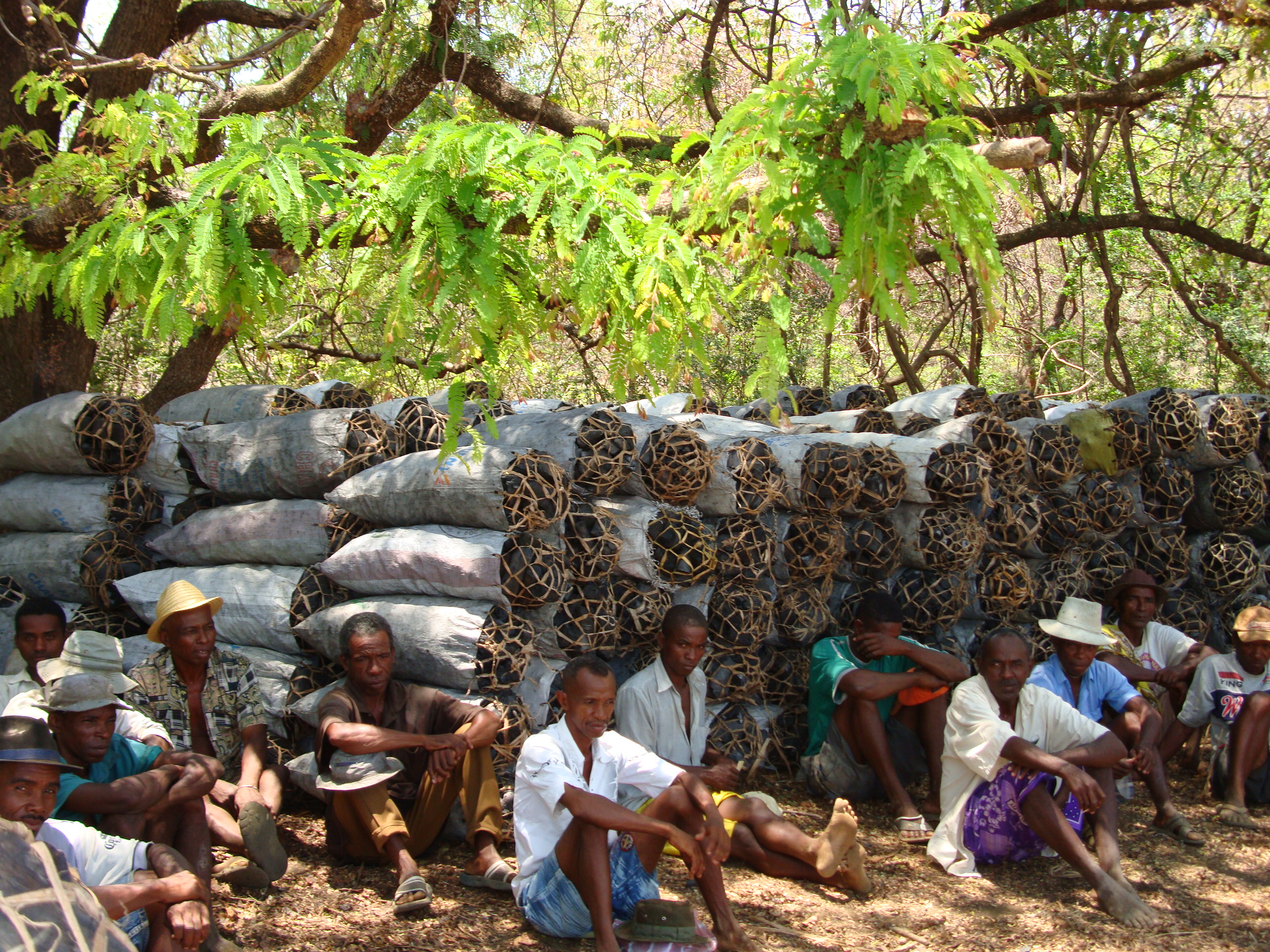 FAO : Le Comité des forêts examinera les mesures de politique forestière nécessaires pour accroître les avantages socio-économiques des forêts