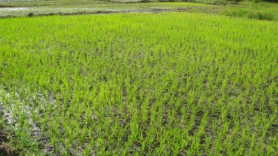 CULTURE DU RIZ DANS LA REGION DE MATAM au Sénégal  : CES FAIBLESSES QUI FREINENT LES AMBITIONS