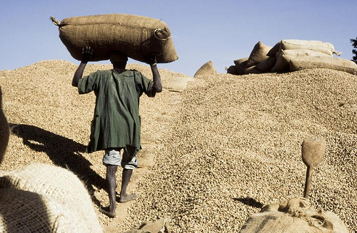 RECONSTITUTION DU CAPITAL SEMENCIER : Le Canada alloue 240 millions en matériel agricole au Sénégal