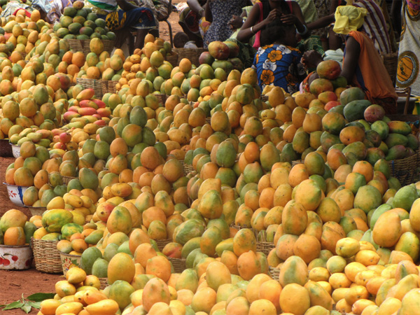 Agriculture : Les exportations de mangues  du Sénégal pourraient dépasser les 75.000 tonnes  en 2014