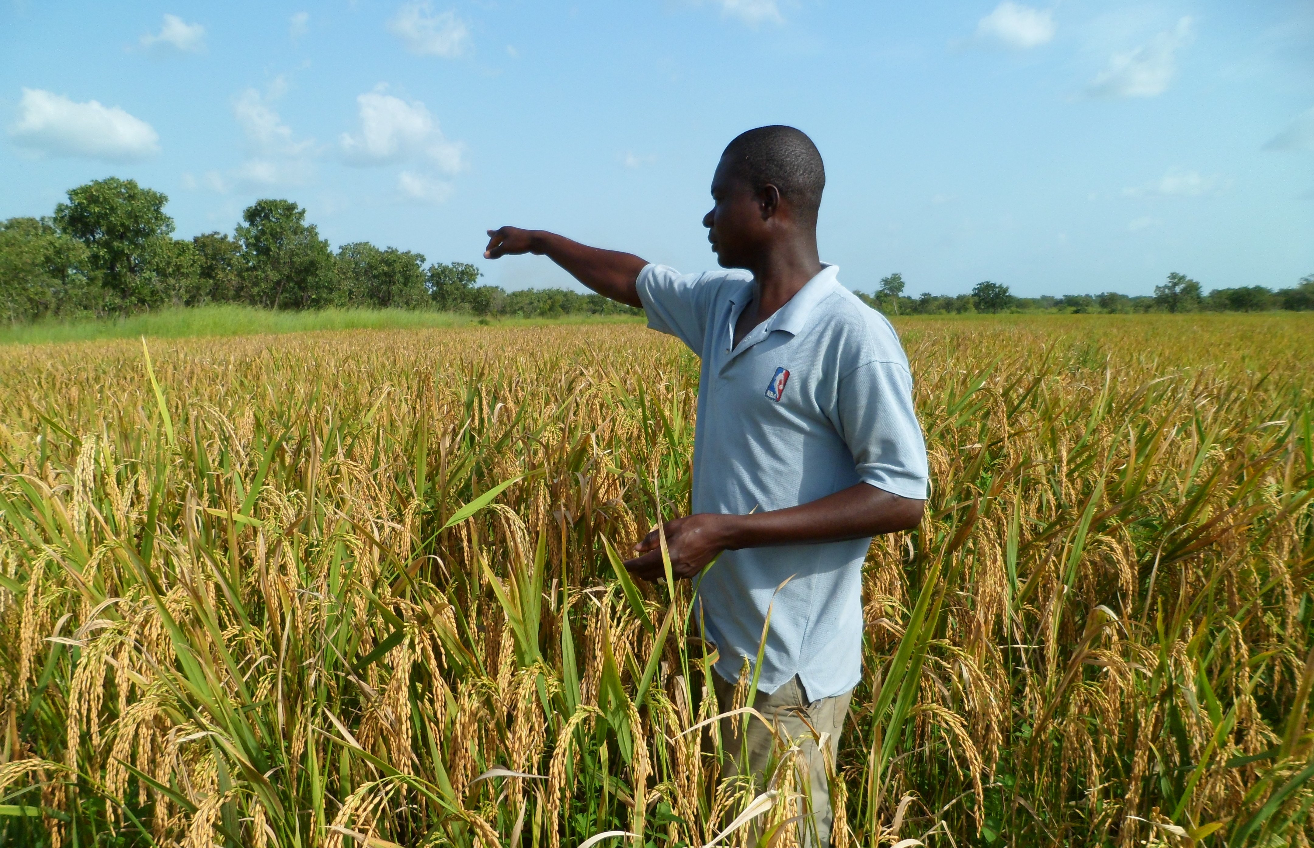 Accords de Partenariats Economique UE-CEDEAO : quand l’agriculture africaine se fait piéger