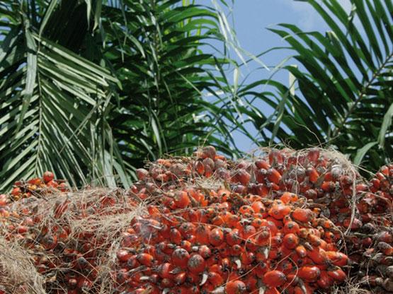 BRVM : Le rendement de l’action PALM Côte d’Ivoire est le plus élevé du marché actuellement.