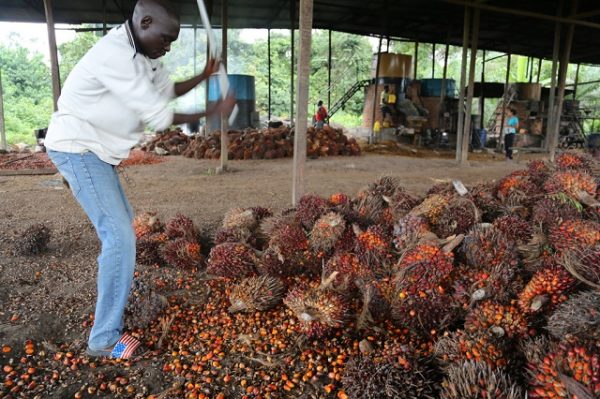 Retour sur investissements : La BRVM annonce le paiement par la société Palm Côte d’Ivoire d’un dividende net par action de 1213,632 FCFA.