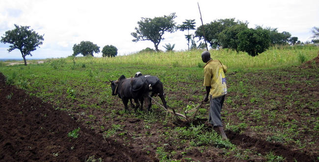 Agriculture La faiblesse continue du secteur agricole au Sénégal