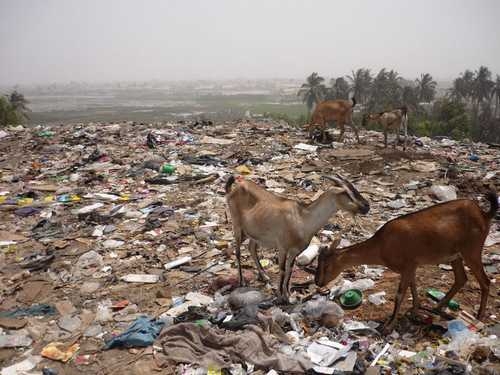 Conséquences de la mort du cheptel sur l'économie suite à la consommation de sachets en plastiques - «Le Sénégal perd 10 milliards chaque année»