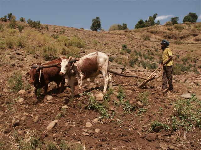 Afrique: La FAO plaide en faveur d'une conservation d'urgence des sols de montagne